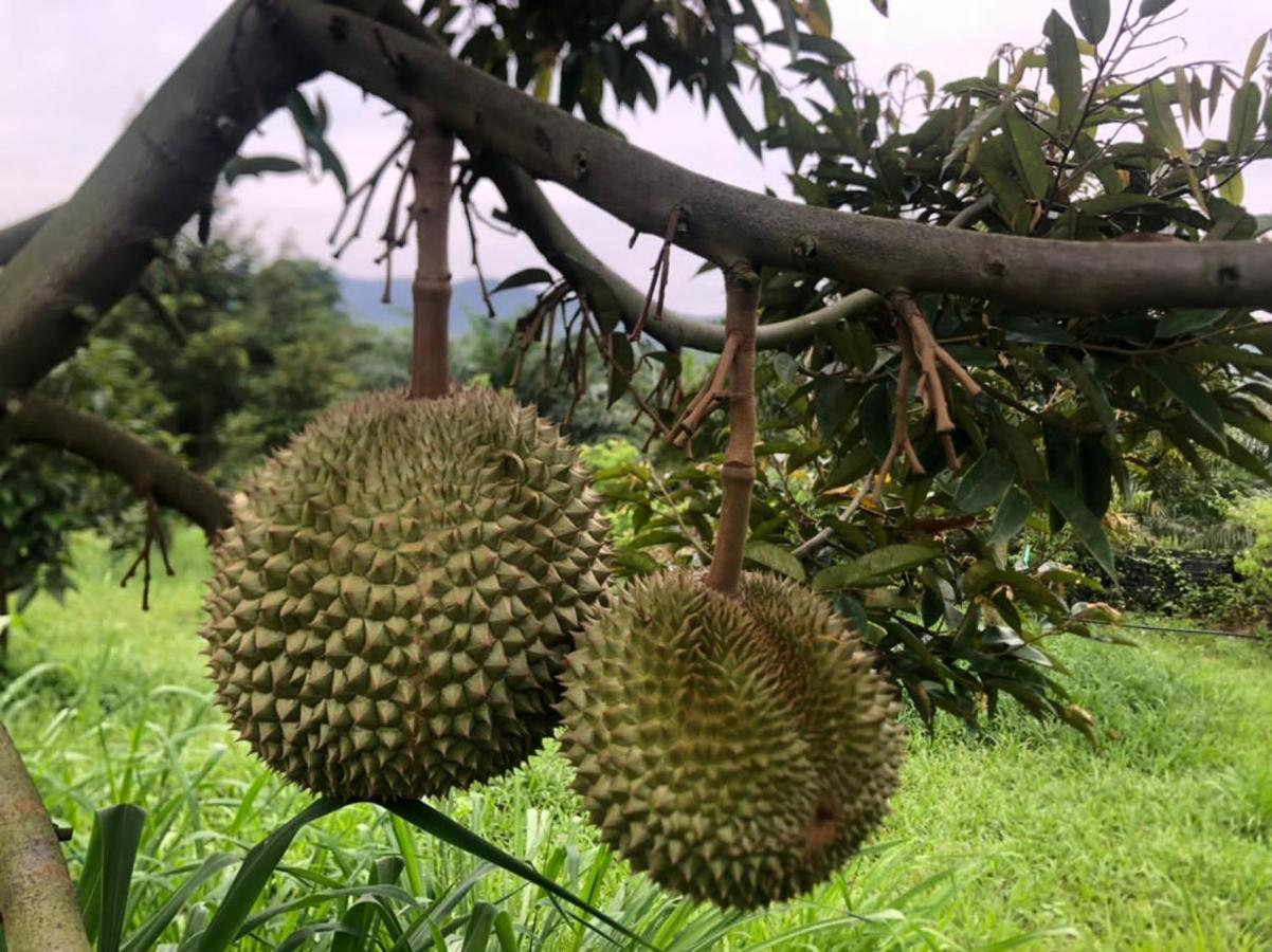 Durian Ecolodge Tampin Zewnętrze zdjęcie