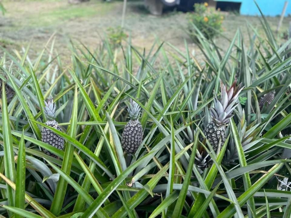 Durian Ecolodge Tampin Zewnętrze zdjęcie