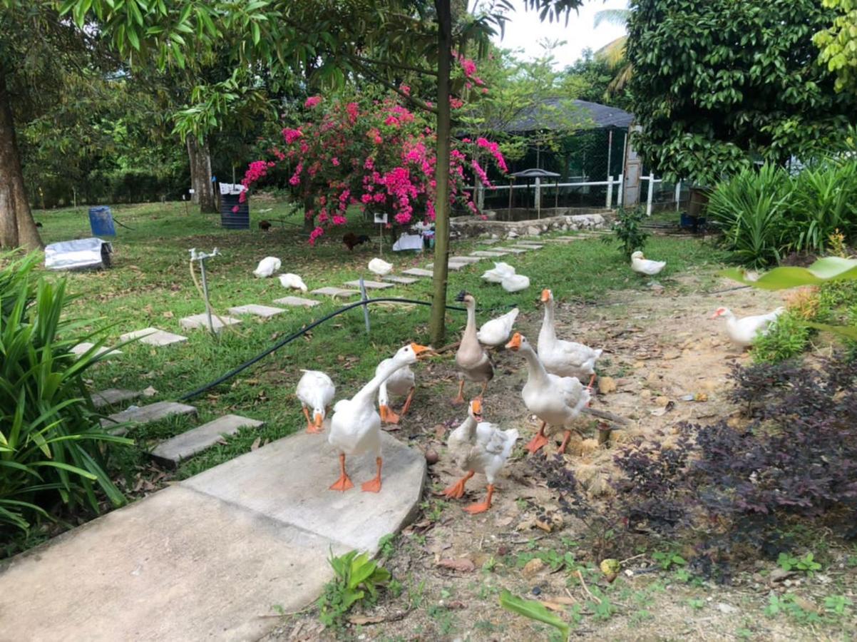 Durian Ecolodge Tampin Zewnętrze zdjęcie